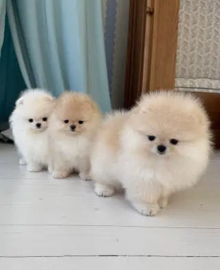 Adorables Cachorros Pomerania en Venta