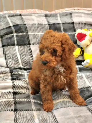 Mini Goldendoodles