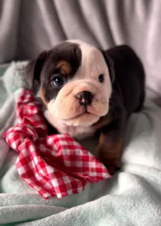 Perrito Adorable con Juguete de Peluche en Venta