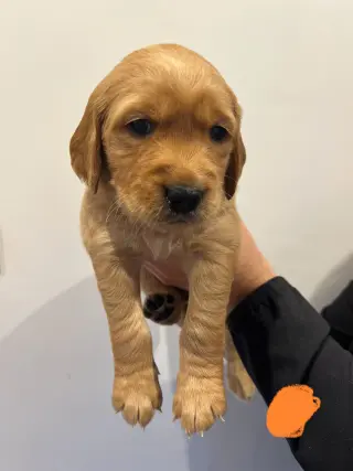 Golden Retriever puppy