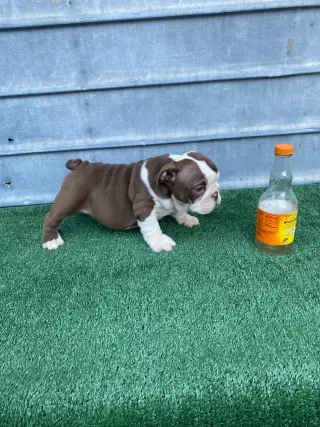 Mascotas