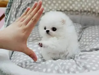 Lindo pomerania bebe blanco a precio asequible en venta