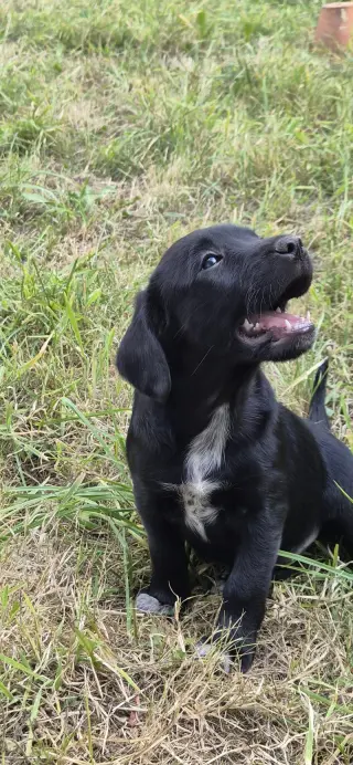 Adorable Black Labrador Puppies for Sale