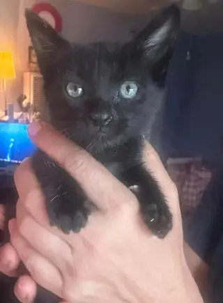 HERMOSOS GATITOS EN BUSCA DE HOGAR