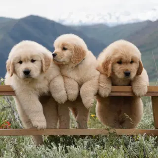 Adorables Cachorros de Golden Retriever en Venta