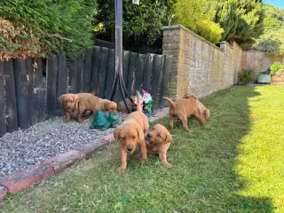 Introducing our adorable 9-week-old Labrador Retriever puppies.