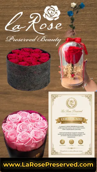 WholeSale Eternal Roses Supplier Exporters Ecuador Premium Preserved Roses