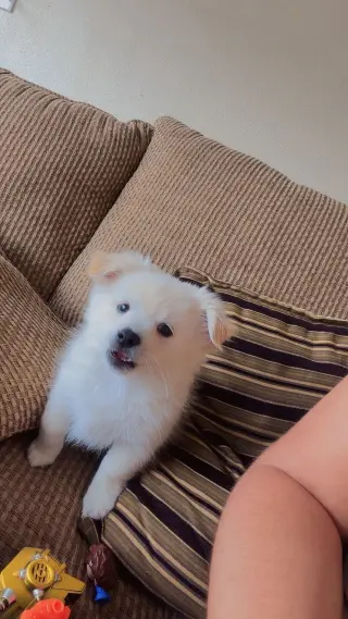 Hermoso Cachorro en Venta – Muy Cariñoso