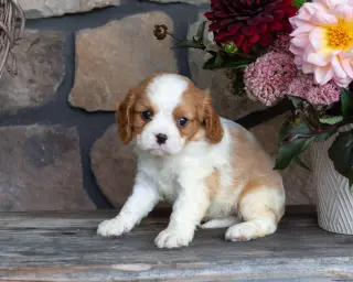 ***Teddy*** Cavalier King Charles Spaniel cachorro Macho 65669*LISTO**