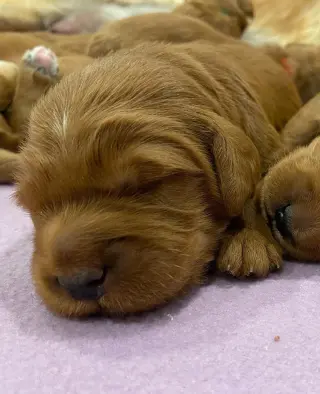 Our F1B Mini and Medium Goldendoodle puppies