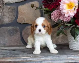 ***Teddy*** Cavalier King Charles Spaniel cachorro Macho 65669*LISTO**