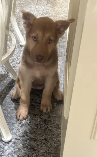 Cute puppies!