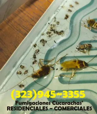 EXTERMINADORES PROFESIONALES LOS ANGELES