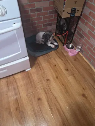 Vendo perrita itzu