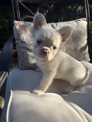 Cachorros Frenchie mullidos, dulces y burbujeantes