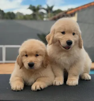 Hermosos Cachorros de Golden Retriever