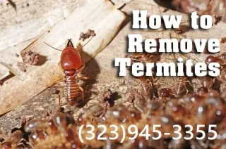 TERMITE TENT FUMIGATION OR LOCAL TREATMENT LOS ANGELES