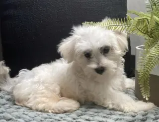Adorable Maltese Puppy for Sale – Loving Home Wanted