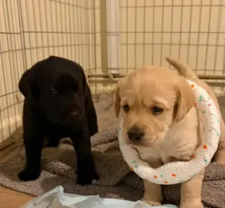Encantador y bien adiestrado Labrador Retriever busca un nuevo hogar definitivo.