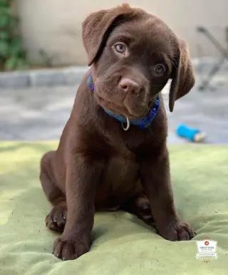 Cachorros de Labrador Retriever en busca de un hogar amoroso
