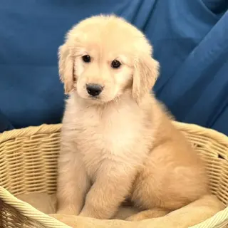 Adorables Cachorros de Golden Retriever en Venta