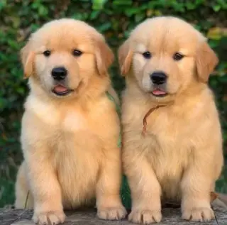 cachorros de Golden Retriever