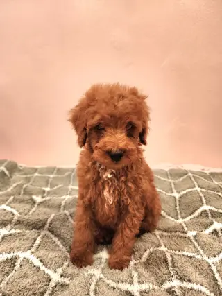 Mini Goldendoodles disponibles