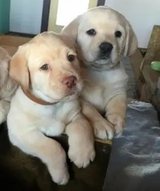 Cachorros de Labrador Retriever AKC  Criados en familia