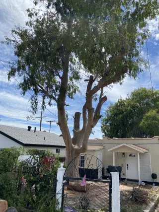 Tree services