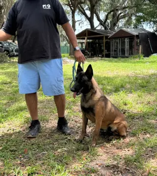 Available Puppies & Fully Trained Female Dogs – Arcadia, FL