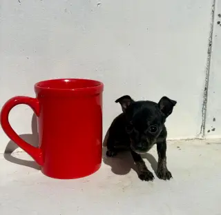 Adorable Cachorro Chihuahua en Venta