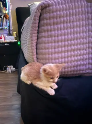 HERMOSA GATITA BUSCA HOGAR