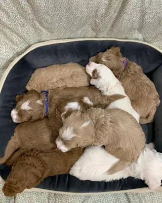 Adorable Miniature Puppies for Sale