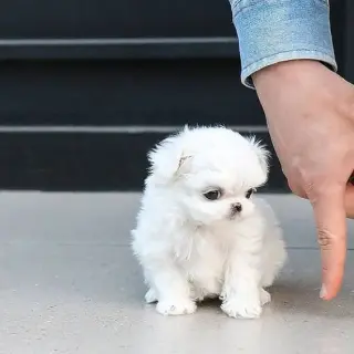 Cachorro Maltés Disponible