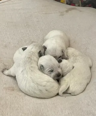 Blue and red heeler puppies for rehoming