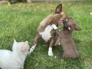 Adorables Cachorros Chihuahua en Venta