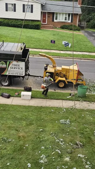 Tree Services