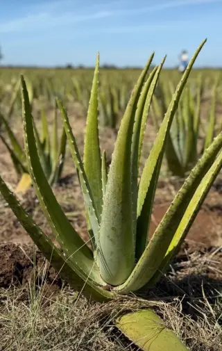 Beber Forever Aloe Vera GEL