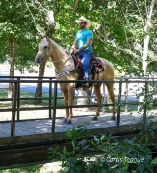 Horse for sale