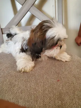 Shih-tzu