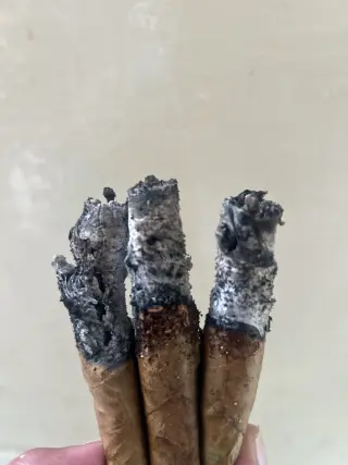 Lectura de Tabaco Ancestral