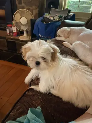 Only 2 male white Shih tzu puppies left born on February 3