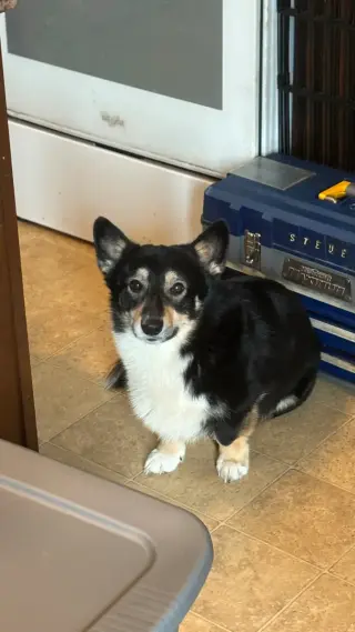 Pembroke Welsh Corgi Puppy AVAILABLE