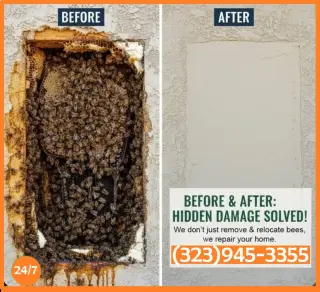 REMOVEMOS PANALES ABEJAS - AVISPAS 24/7.- FUMIGACIONES