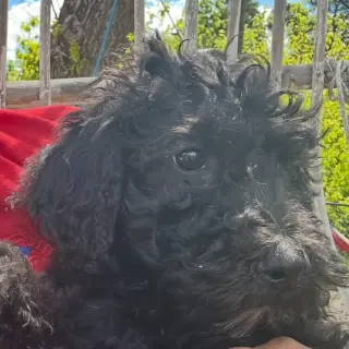 Perro Negro Adorable en Venta
