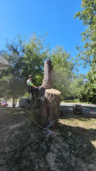 Tree Services