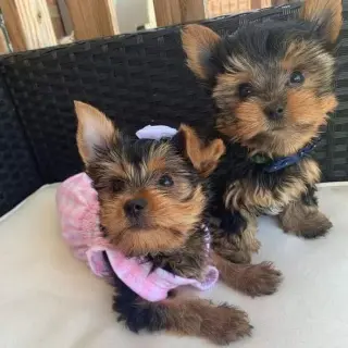Cachorros de Yorkshire