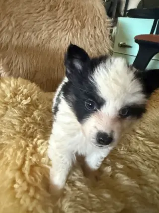 Cachorro Pomsky busca nuevo hogar