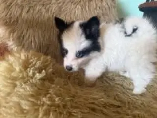 Cachorro Pomsky busca nuevo hogar