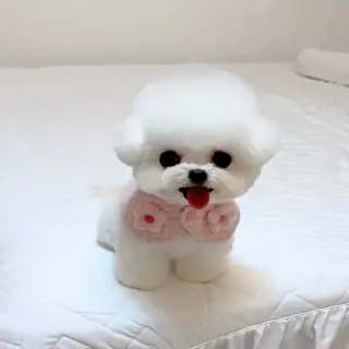 Adorable Cachorro Bichón Frisé en Venta